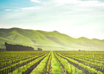 green leafed plants during daytime