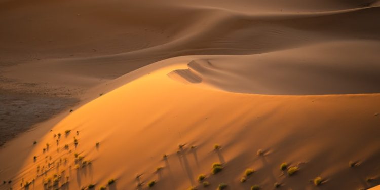 Golden sunlight bathes the vast desert sand dunes.