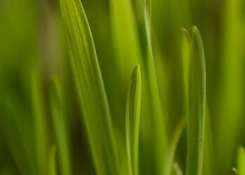 linear green leafed plant