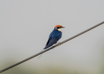 🔧 California’s Wire Industry and the Quiet Rise of Industrial Sustainability