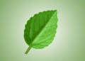 leaf, plant, nature, flora, growth, botany, leaf, leaf, leaf, leaf, leaf