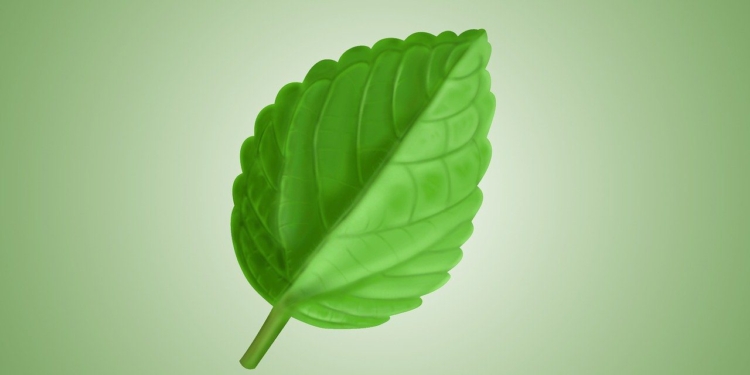 leaf, plant, nature, flora, growth, botany, leaf, leaf, leaf, leaf, leaf