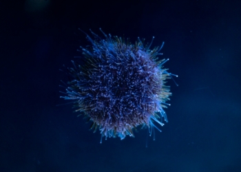 A blue, spiky sea creature floats in darkness.