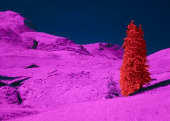 A lone red tree stands in a vibrant pink landscape.