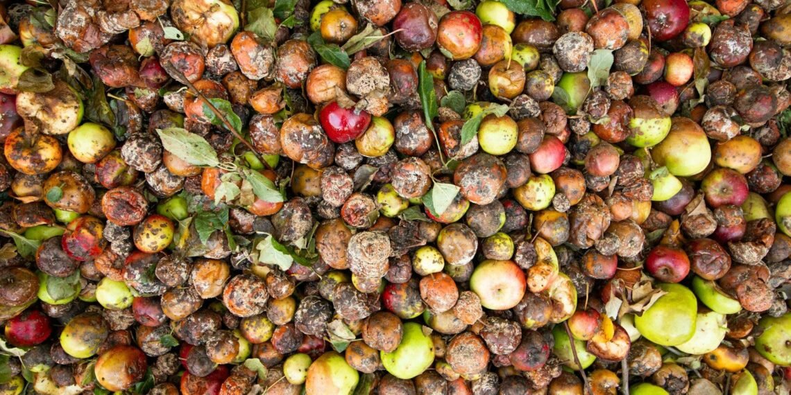 US food waste - Eco Business News