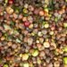 US food waste - Eco Business News