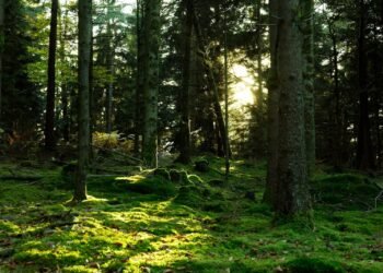 Sunlight through a forest