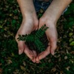 Hands holding a green earth