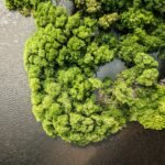 Meta water positive - wetland river restoration nature
