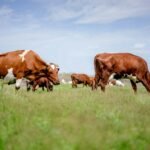 methane vs carbon dioxide - Eco Business News