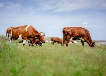 methane vs carbon dioxide - Eco Business News