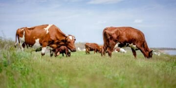 methane vs carbon dioxide - Eco Business News