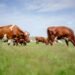 methane vs carbon dioxide - Eco Business News