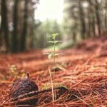 Ecosia tree planting - tree planting seedlings forest