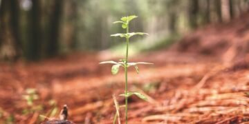 Ecosia tree planting - tree planting seedlings forest