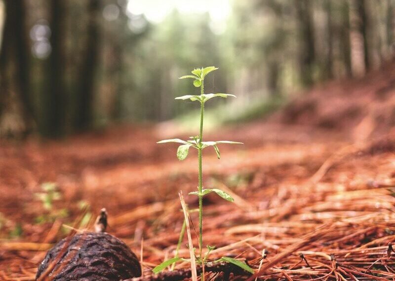 Ecosia tree planting - tree planting seedlings forest